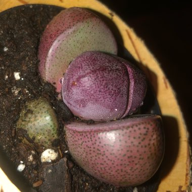 Pleiospilos nelii 'Royal Flush'