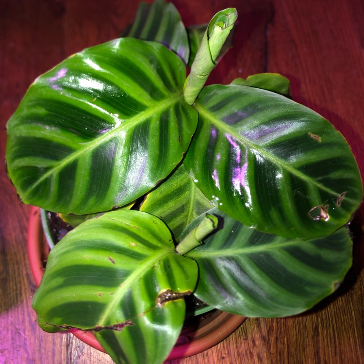 Plant image Goeppertia zebrina syn. Calathea zebrina