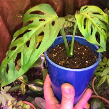 Monstera adansonii