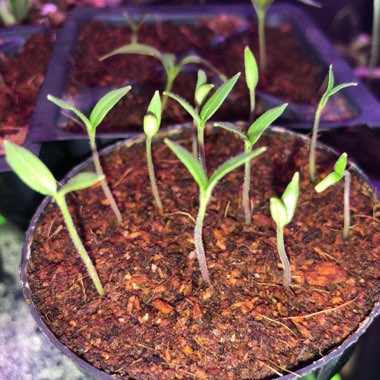 Solanum lycopersicum 'Black Cherry'