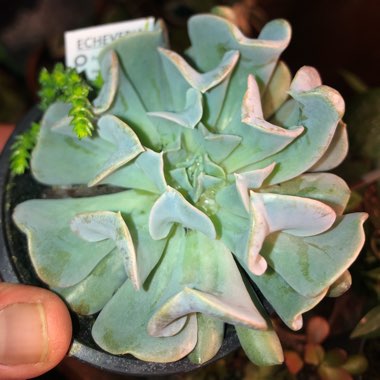 Echeveria Runyonii var. Topsy Turvy