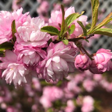 Prunus glandulosa 'Rosea Plena'