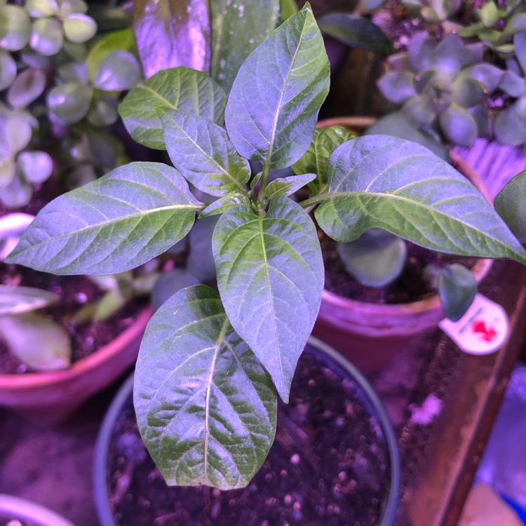 Plant image Capsicum annuum 'Fish'