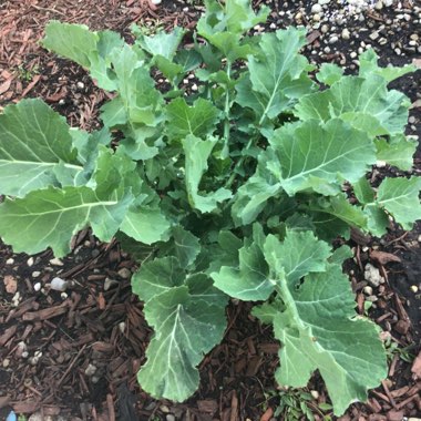 Brassica oleracea var. acephala