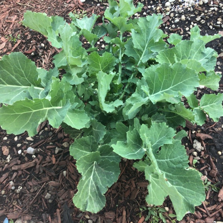 Plant image Brassica oleracea var. acephala