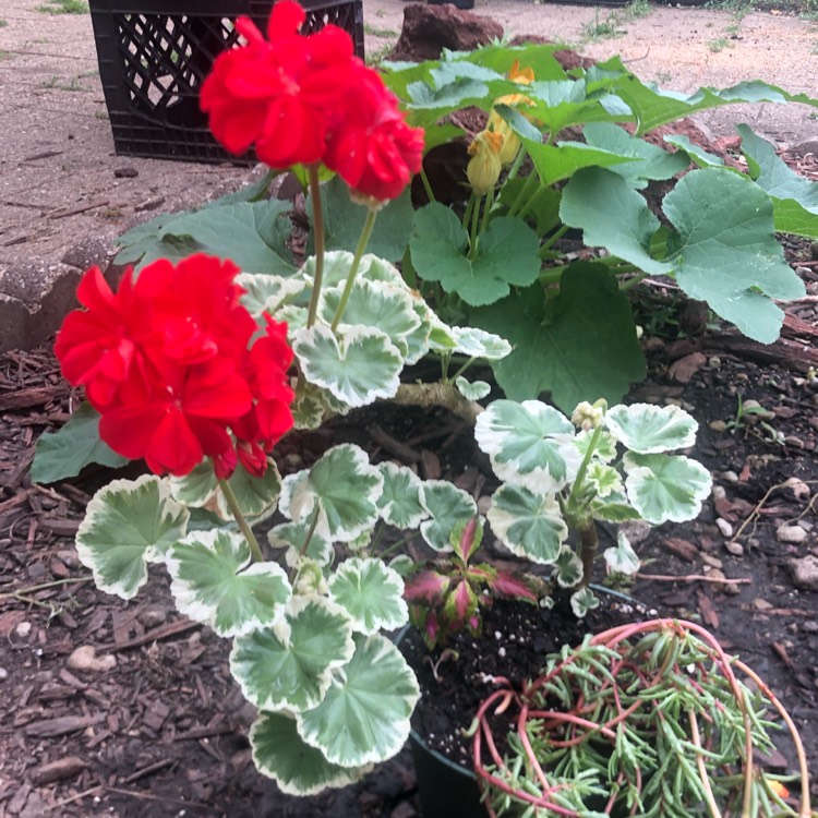 Plant image Pelargonium 'Wilhelm Langath'