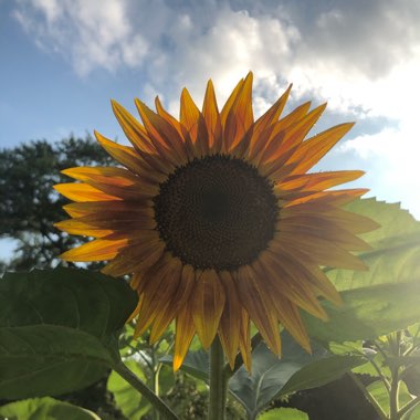 Helianthus 'Giganteus'