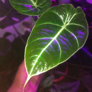 Alocasia reginula