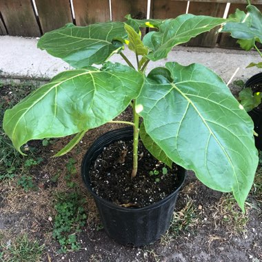 Solanum betaceum