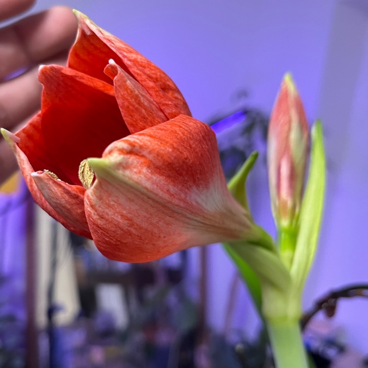 Plant image Hippeastrum 'Ferrari'