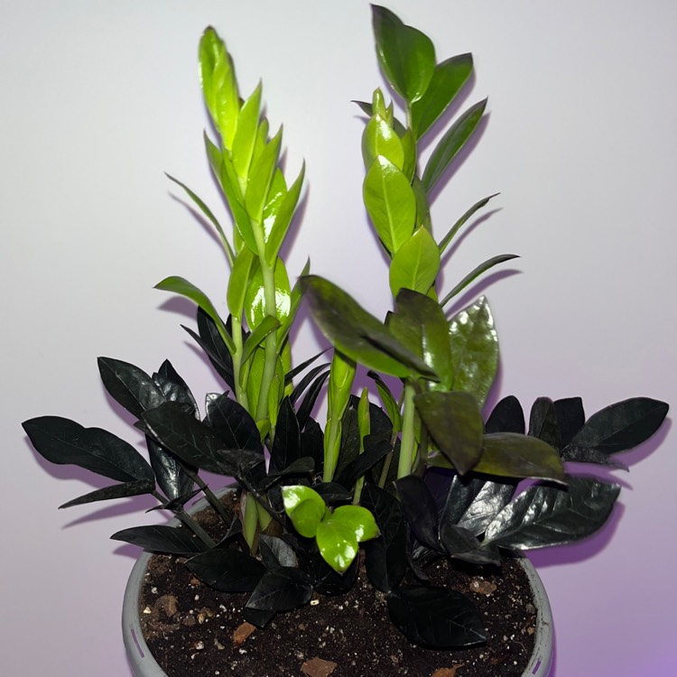 Plant image Zamioculcas zamiifolia 'Raven'