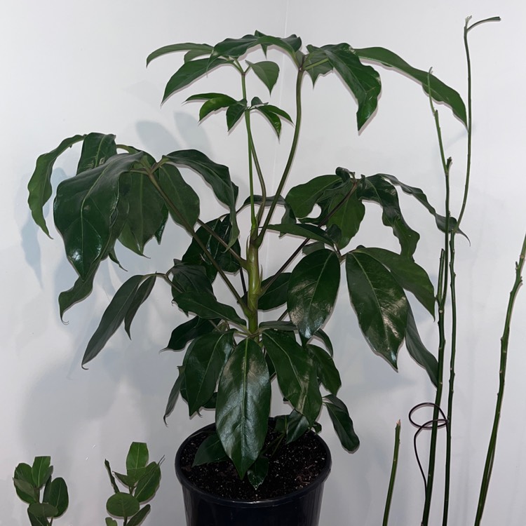 Plant image Schefflera Actinophylla 'Amate'