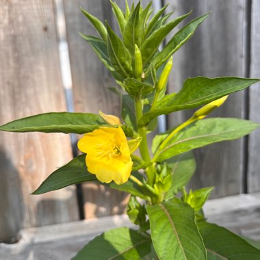 Oenothera elata