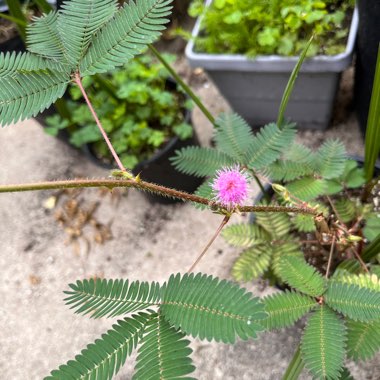 Mimosa pudica