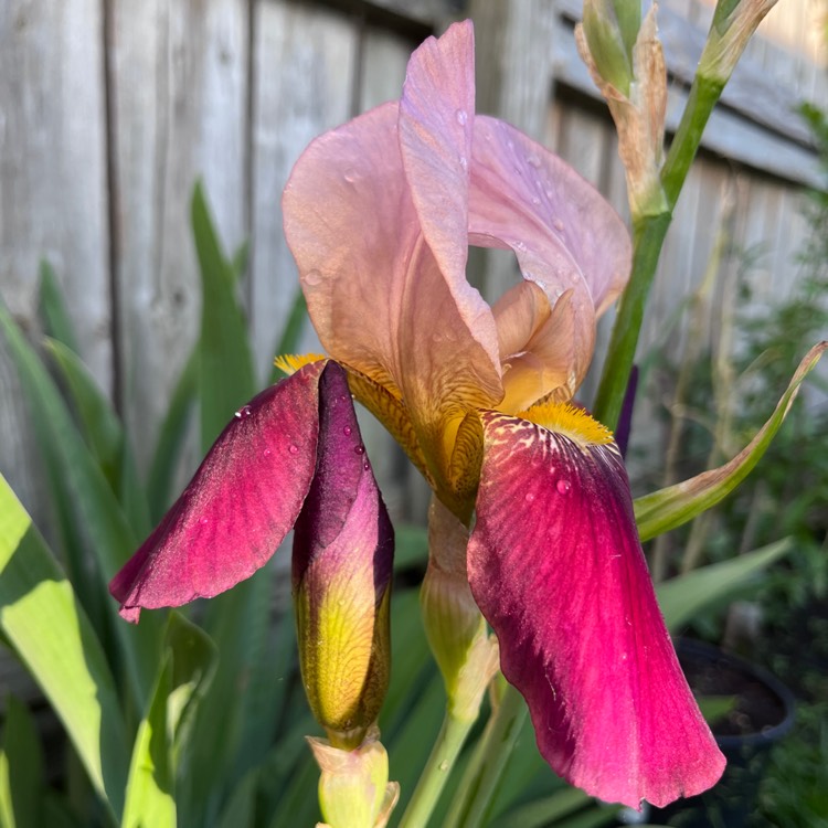 Plant image Iris x germanica 'Indian Chief'