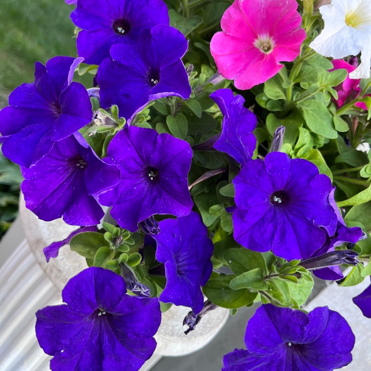 Plant image Petunia x hybrida 'F1 Ultra 'Blue'