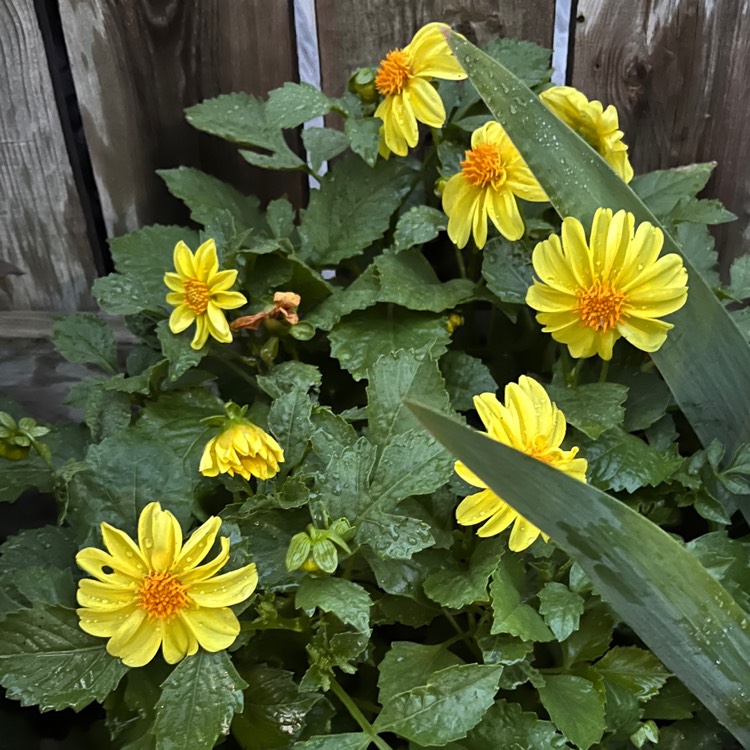 Plant image Dahlia 'Clarion'