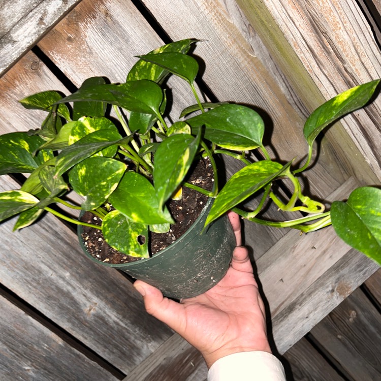 Plant image Epipremnum aureum 'Hawaiian'