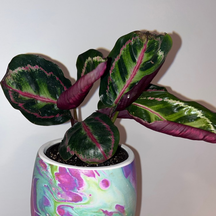 Plant image Calathea roseopicta 'Dottie'