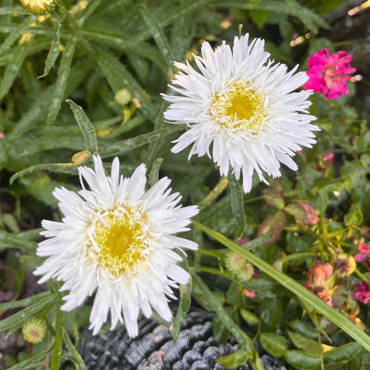 Plant image Leucanthemum x superbum 'Aglaia'