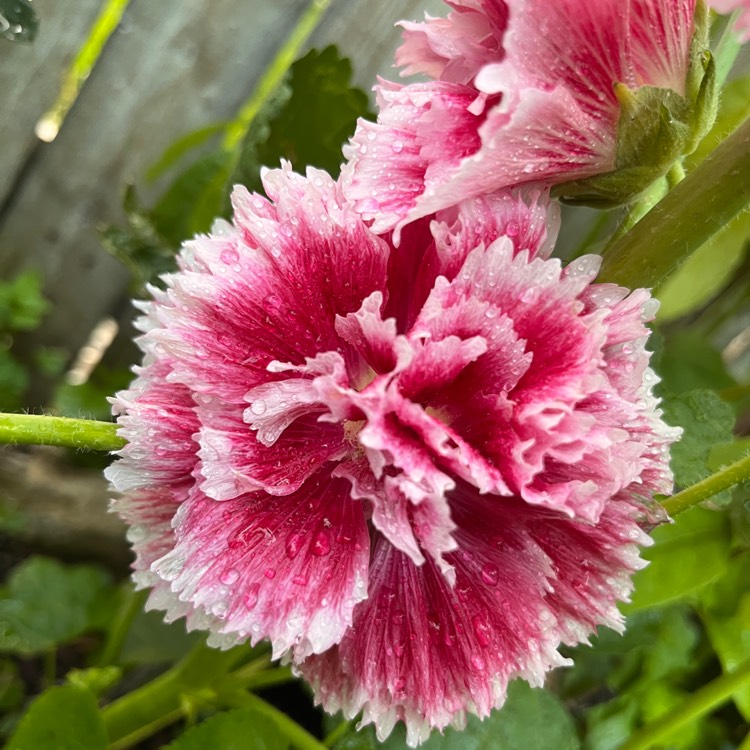 Plant image Alcea rosea 'Fiesta Time' syn. Alcea rosea 'Fiesta'