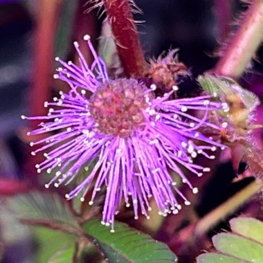 Sensitive Plant