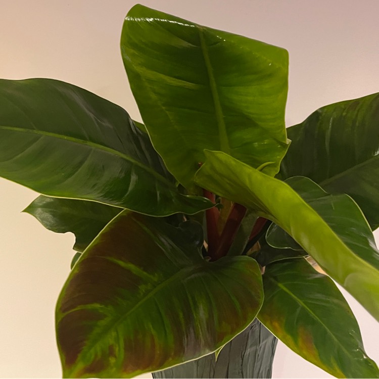 Plant image Philodendron 'Imperial Green' syn. Philodendron erubescens 'Imperial Green'