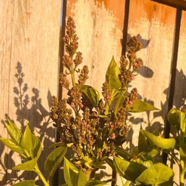 Lilac 'Andenken an Ludwig Spath'