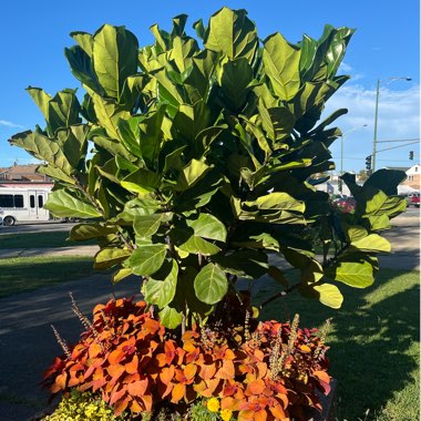 Rodolfo's garden