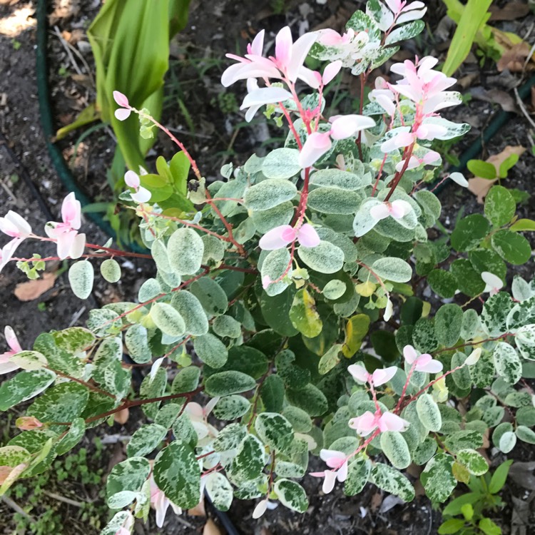 Plant image Breynia disticha