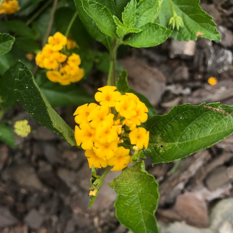 Plant image Lantana 'Depressa'