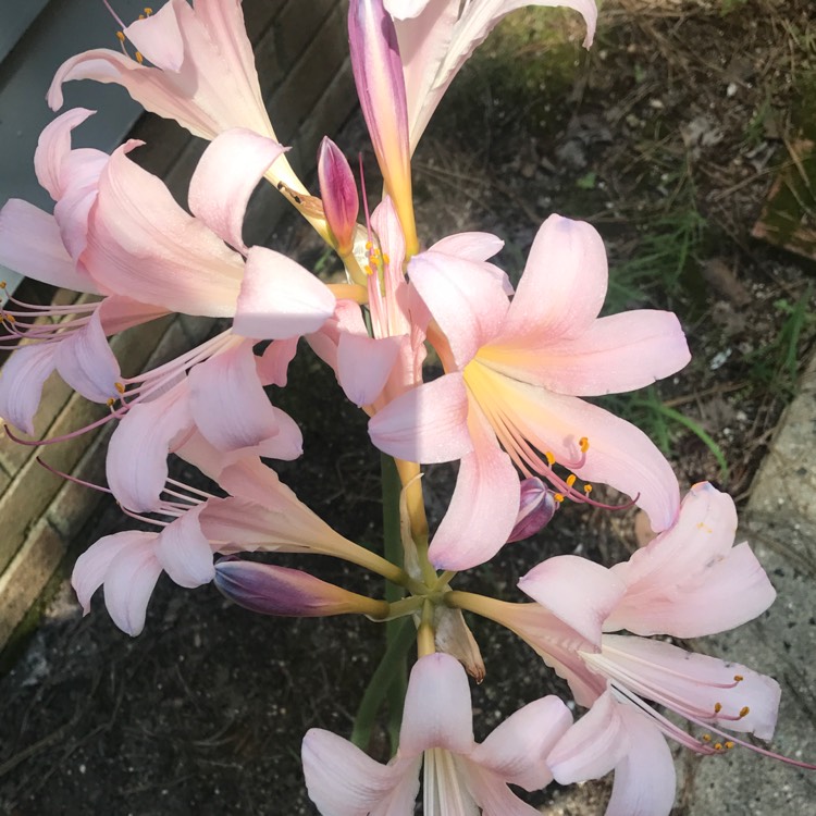 Plant image Lycoris squamigera