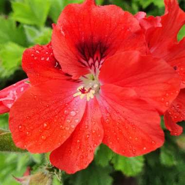 Pelargonium (Species) Regal Pelargonium