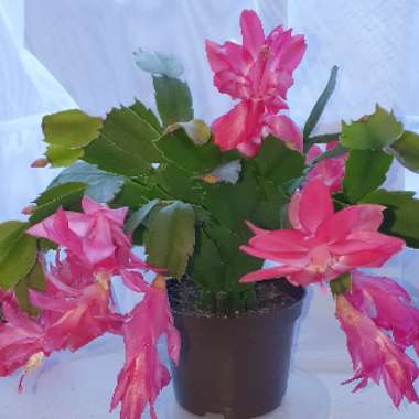 Christmas Cactus