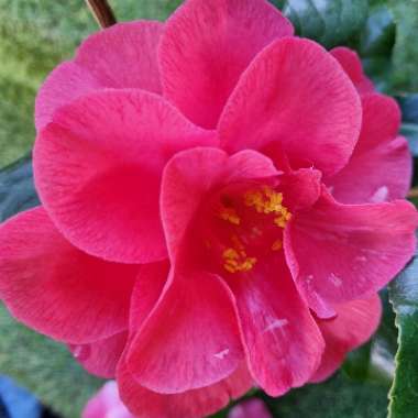 Camellia 'Lady Campbell'