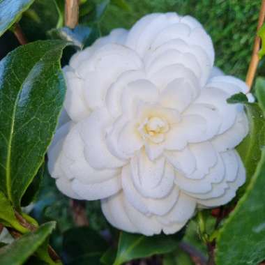 Camellia 'Dahlohnega'