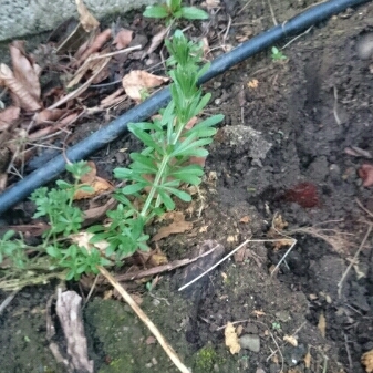 Plant image Galium aparine