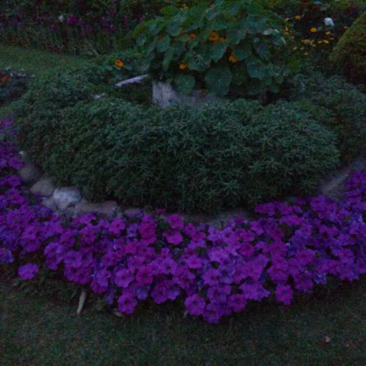 Plant image Petunia x hybrida 'F1 Ultra 'Blue'