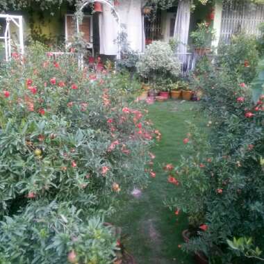 Rukhsana's garden