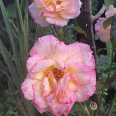 Rose 'Sheila's Perfume'