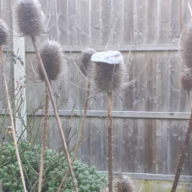 Common Teasel