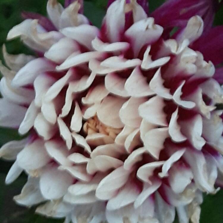 Plant image Dahlia 'Rebecca's World'