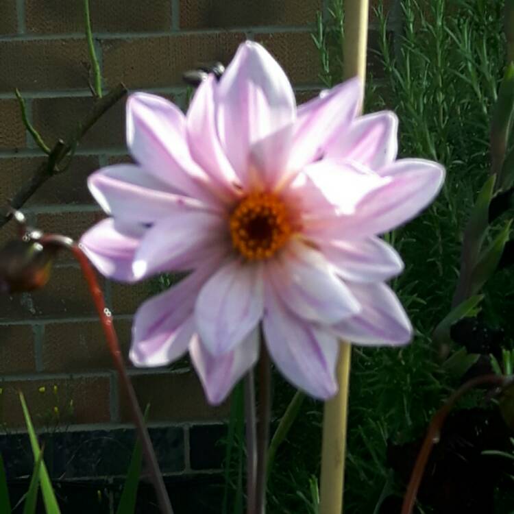 Plant image Dahlia 'Bishop of Dover'