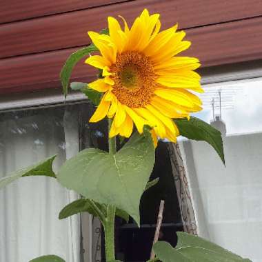 Helianthus annuus 'Giant Single'