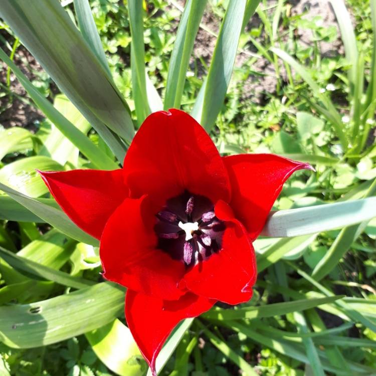 Plant image Tulipa 'Apeldoorn'