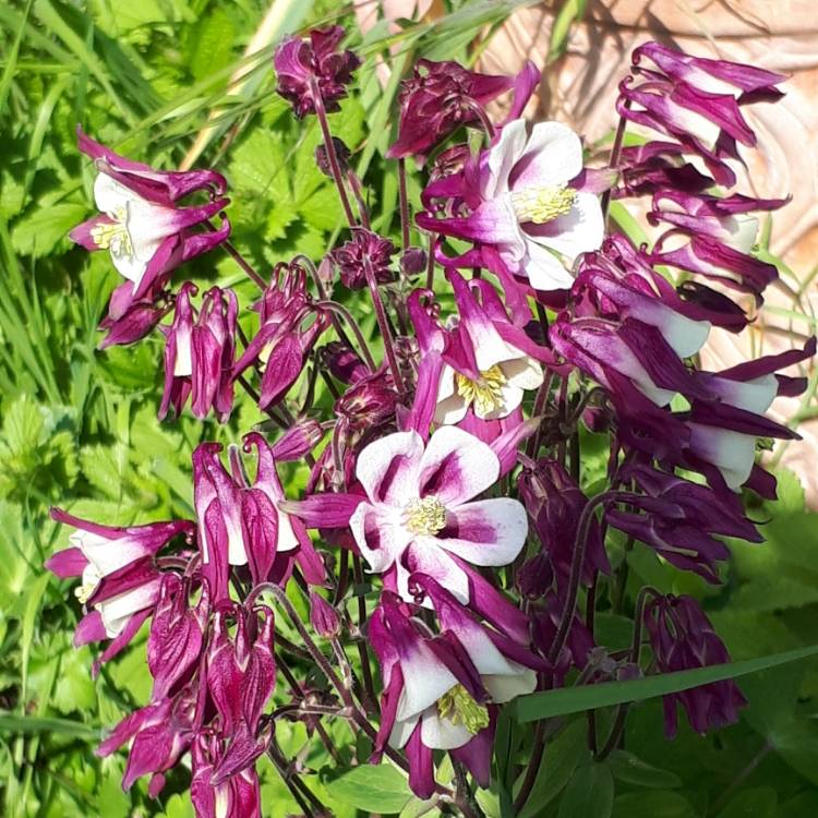 Plant image Aquilegia  'Origami Pink and White'