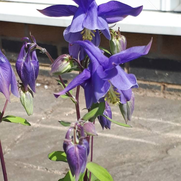 Plant image Aquilegia alpina