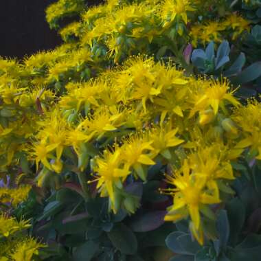 Aeonium 'Balsamiferum'