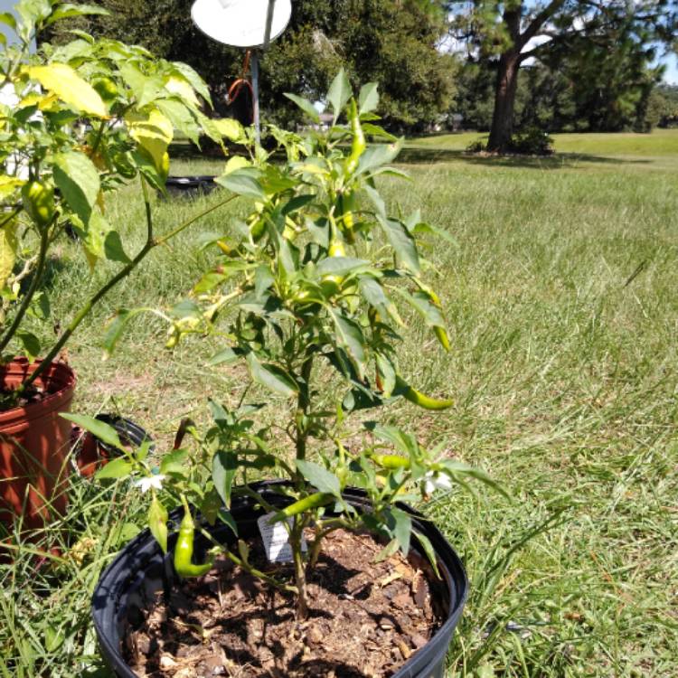 Plant image Capsicum Annuum 'Dragon Cayenne'