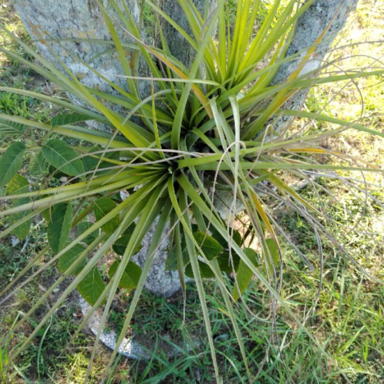 Plant image Tillandsia fasciculata